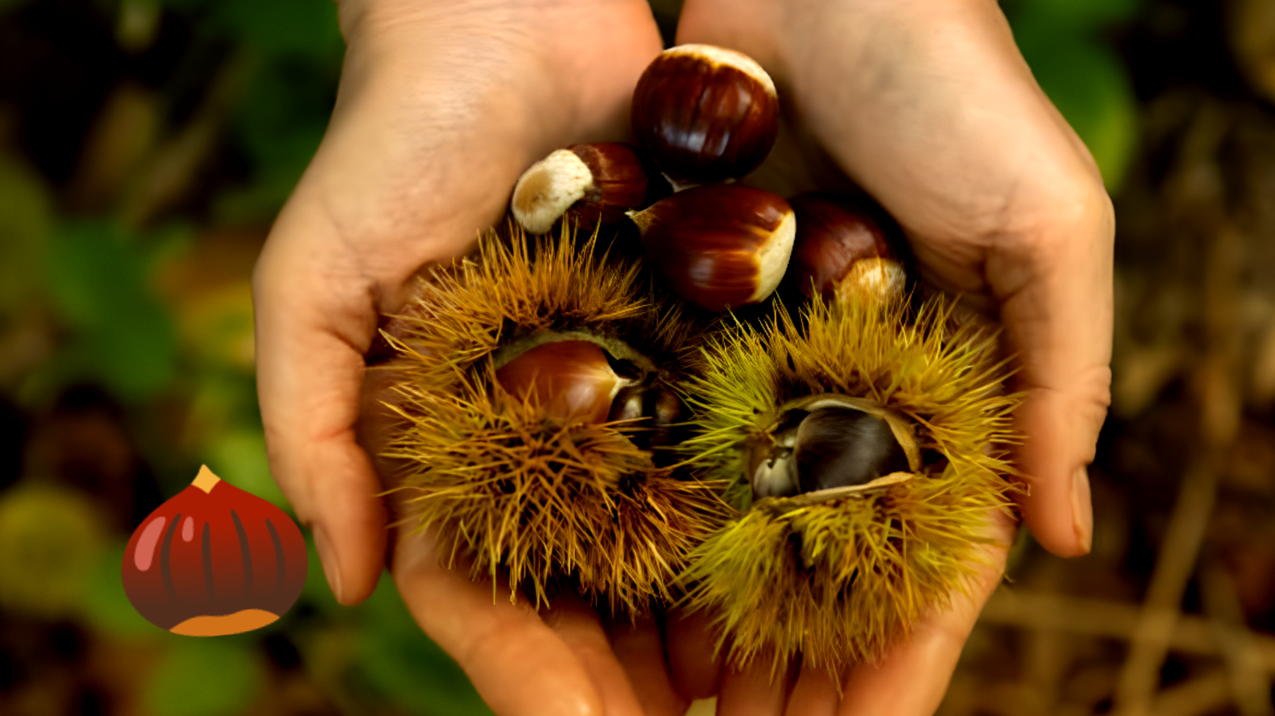 Passione per le castagne: due ragioni per averle sempre a portata di mano"